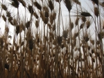 Wheat Fields
